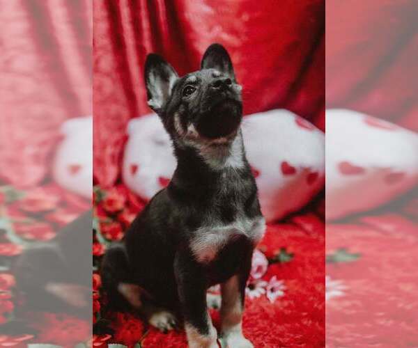 Medium Photo #5 German Shepherd Dog-Unknown Mix Puppy For Sale in Imlay City, MI, USA
