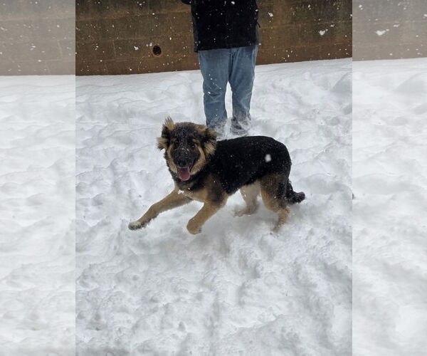 Medium Photo #2 German Shepherd Dog-Unknown Mix Puppy For Sale in Thomasville, NC, USA