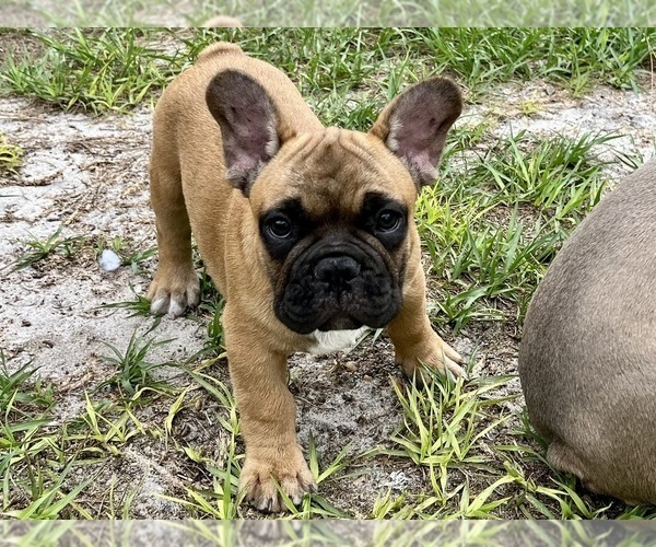 Medium Photo #3 French Bulldog Puppy For Sale in SEBRING, FL, USA