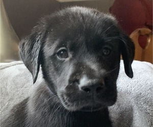 Labrador Retriever Puppy for sale in SPOTSYLVANIA, VA, USA