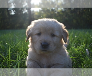 Golden Retriever Puppy for sale in MARSHALL, VA, USA