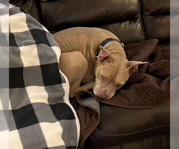 Medium Photo #5 American Pit Bull Terrier-Unknown Mix Puppy For Sale in Germantown, OH, USA