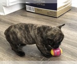 Small Photo #2 French Bulldog Puppy For Sale in HOLTSVILLE, NY, USA