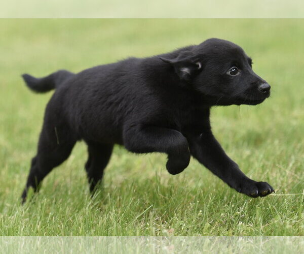 Medium Photo #7 Borador Puppy For Sale in Mechanicsburg, PA, USA