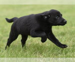 Small #6 Borador