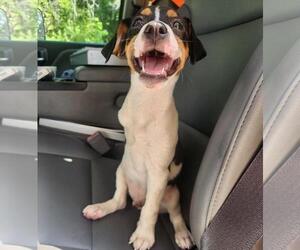 Beagle-Treeing Walker Coonhound Mix Dogs for adoption in Rockwall, TX, USA
