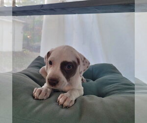 Mutt Dogs for adoption in New London, WI, USA