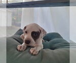 Raven - Female Mutt Dog for Adoption - Small photo
