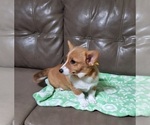 Small #3 Pembroke Welsh Corgi