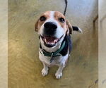 Small #1 Beagle