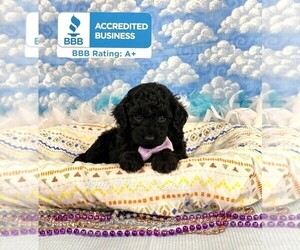 Poodle (Toy) Puppy for sale in WINNSBORO, LA, USA
