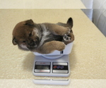 Small Shiba Inu