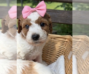 Goldendoodle Puppy for Sale in SHERMAN, Texas USA