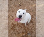 Small Photo #4 Great Pyrenees Puppy For Sale in Apple Valley, CA, USA