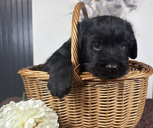 Black Russian Terrier Puppy for Sale in S CHARLESTON, West Virginia USA