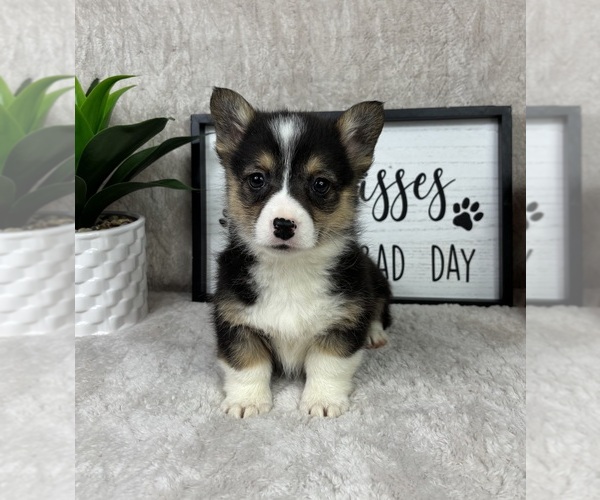 Medium Photo #4 Pembroke Welsh Corgi Puppy For Sale in FRANKLIN, IN, USA