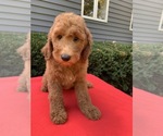 Small #6 Goldendoodle-Poodle (Standard) Mix
