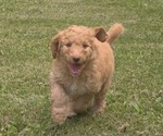 Puppy Lil Coop Aussiedoodle