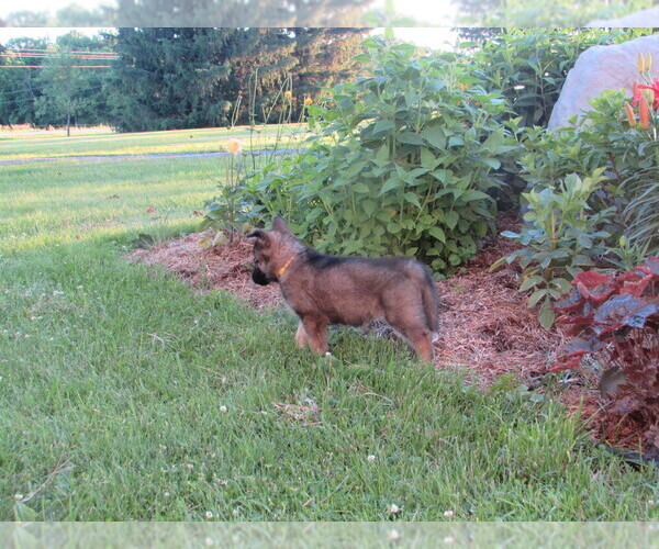 Medium Photo #11 Gerberian Shepsky Puppy For Sale in OWEN, WI, USA