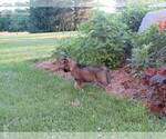 Small #10 Gerberian Shepsky