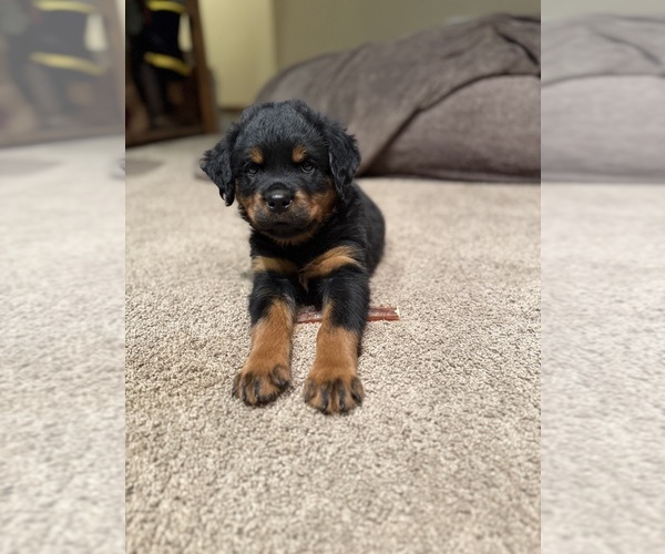 Medium Photo #6 Rottweiler Puppy For Sale in AMITY, PA, USA