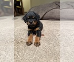 Small #5 Rottweiler