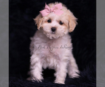Small Photo #91 Maltipoo (Miniature) Puppy For Sale in WARSAW, IN, USA