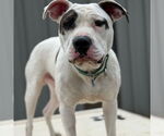 Small #9 American Pit Bull Terrier Mix