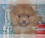 Small Photo #5 Pomeranian Puppy For Sale in SANGER, TX, USA