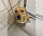 Small #1 American Pit Bull Terrier-German Shepherd Dog Mix