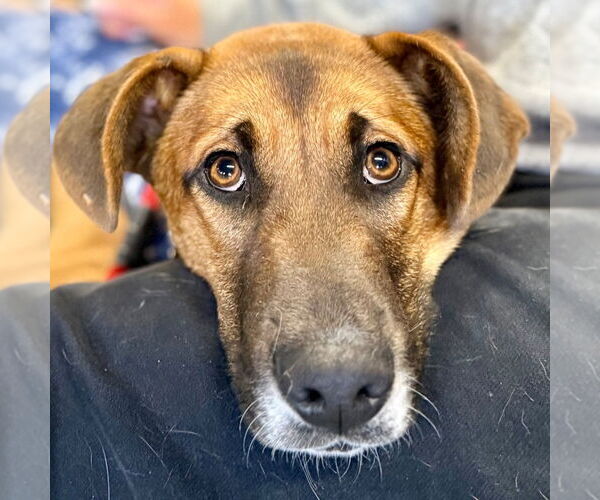 Medium Photo #4 Mutt Puppy For Sale in Canton, CT, USA