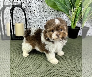 ShihPoo Puppy for Sale in FRANKLIN, Indiana USA