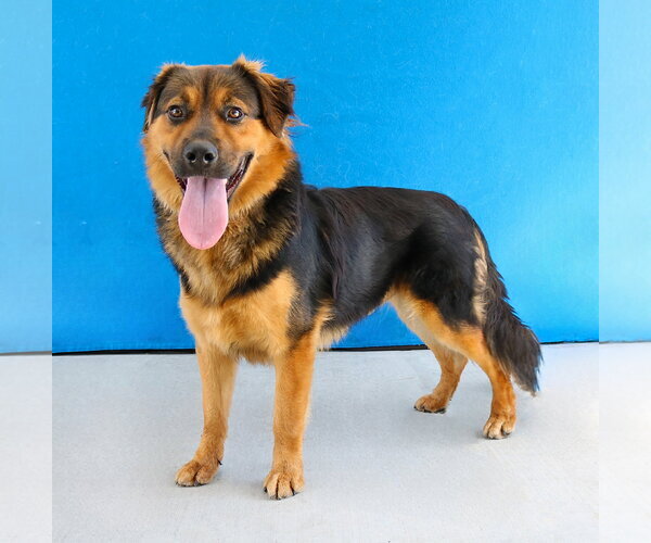 Medium Photo #2 German Shepherd Dog-Unknown Mix Puppy For Sale in Pasadena, CA, USA