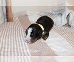 Small Photo #3 Bernese Mountain Dog Puppy For Sale in BUFFALO, NY, USA