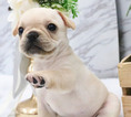 Small Photo #3 French Bulldog Puppy For Sale in LOS ANGELES, CA, USA
