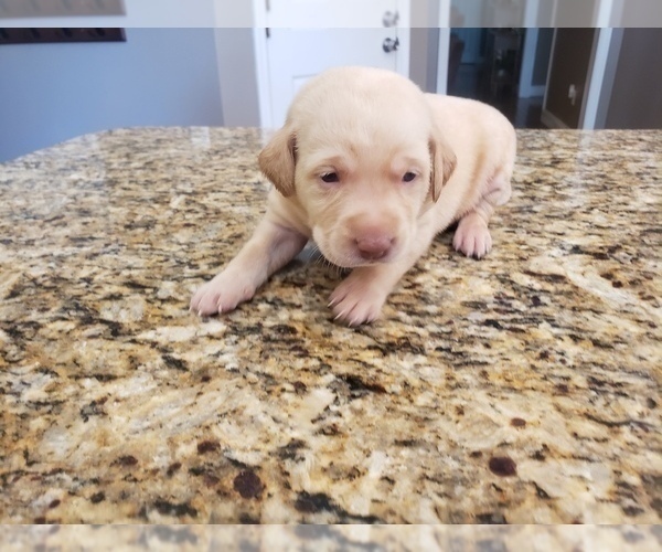 Medium Photo #4 Labrador Retriever Puppy For Sale in CORDELE, GA, USA