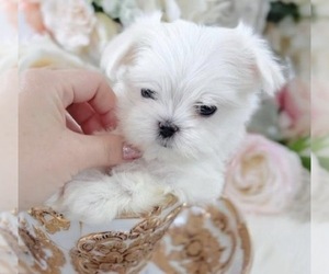 Maltese Puppy for sale in DELTONA, FL, USA
