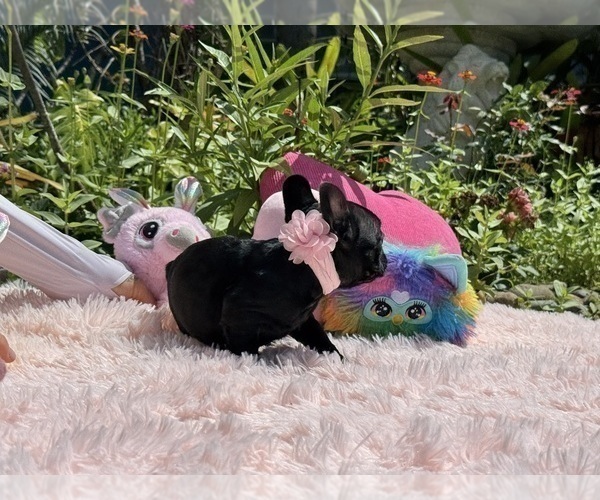 Medium Photo #11 French Bulldog Puppy For Sale in LEHIGH ACRES, FL, USA