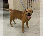 Small Rhodesian Ridgeback Mix