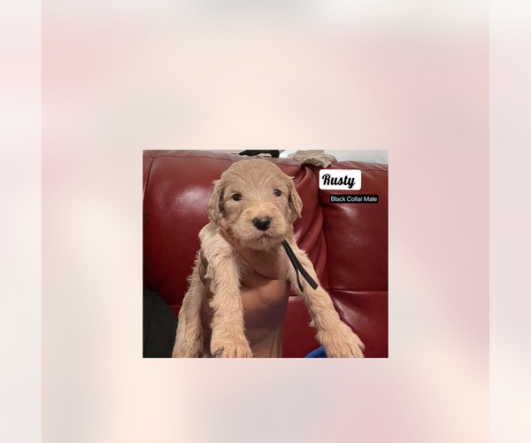 Medium Photo #15 Goldendoodle Puppy For Sale in NEW YORK, NY, USA