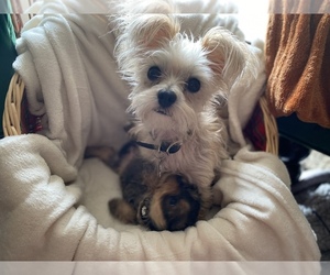Mother of the Yorkshire Terrier puppies born on 06/25/2021