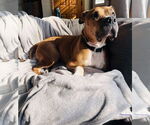 Small #12 Boxer-German Shepherd Dog Mix