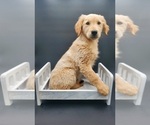 Small Photo #4 Golden Retriever Puppy For Sale in GOSHEN, IN, USA
