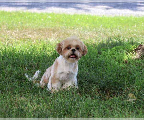 Medium Photo #5 Shih Tzu Puppy For Sale in SYRACUSE, IN, USA