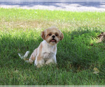 Small #4 Shih Tzu