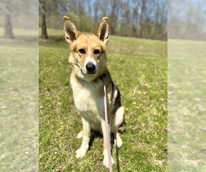 German Shepherd Dog Dogs for adoption in Forestville, MD, USA