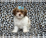 Small Photo #2 Lhasa-Poo Puppy For Sale in LAKELAND, FL, USA