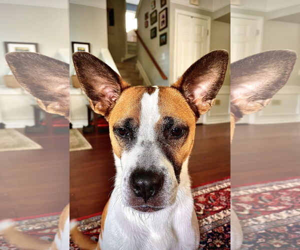 Medium Photo #3 Boxer-Unknown Mix Puppy For Sale in Holly Springs, NC, USA