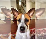 Small #2 Boxer Mix