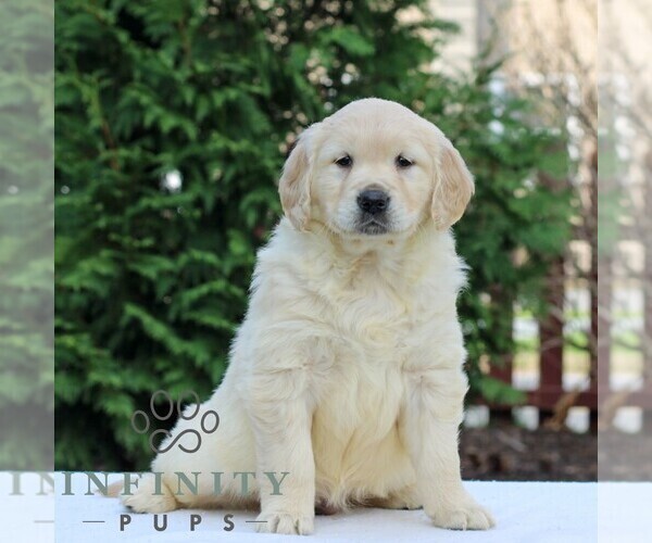 Medium Photo #3 Golden Retriever Puppy For Sale in MANHEIM, PA, USA